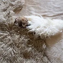 kit de pose de papier peint comprenant 4 pièces : une brosse à maroufler, un cutter, une roulette et un balai à colle